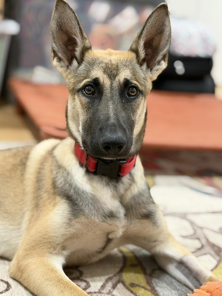 Enlarge Joey, a Adoptable German Shepherd Dog in Palo Alto, CA image 5/6