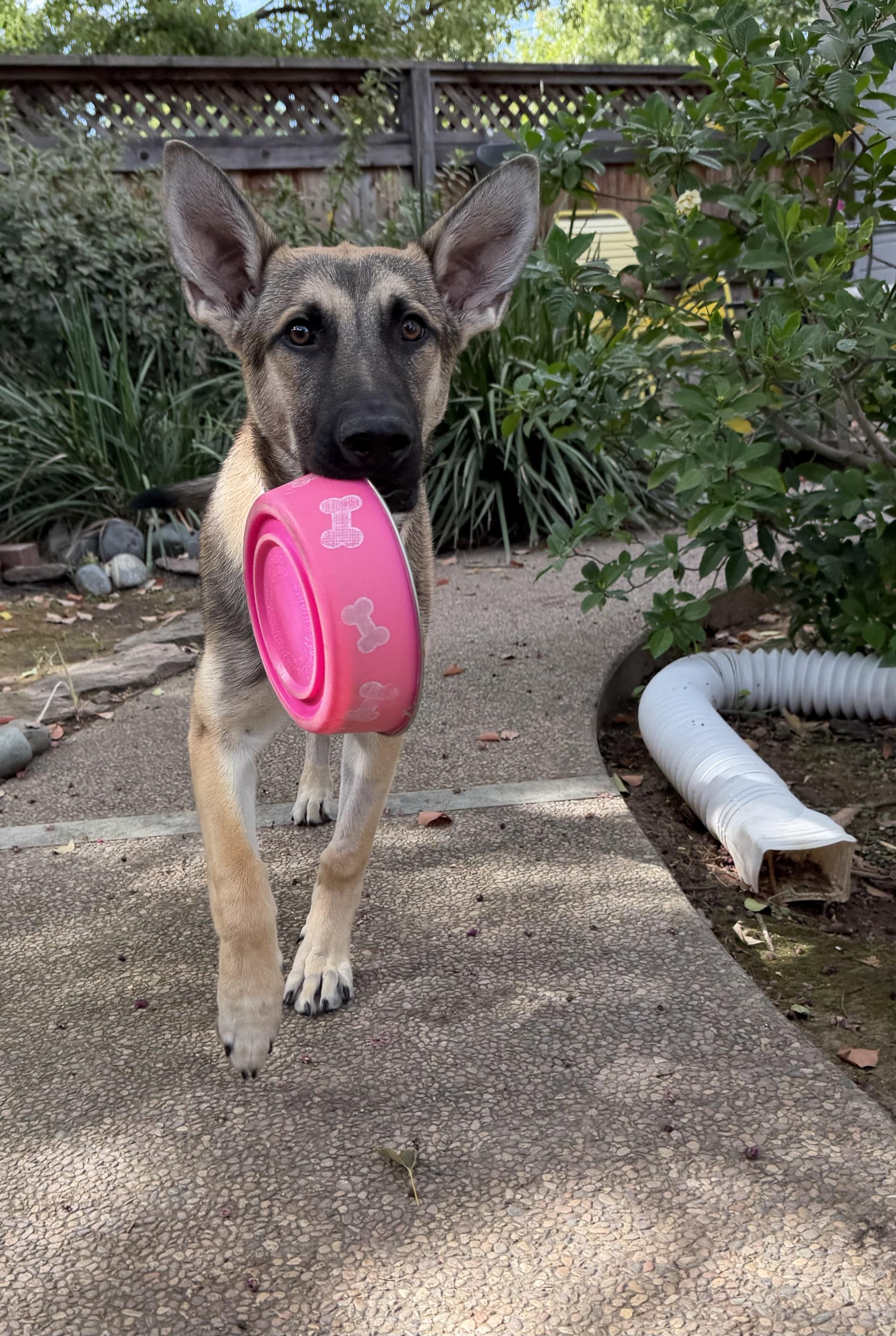Enlarge Joey, a Adoptable German Shepherd Dog in Sacramento, CA image 3/6