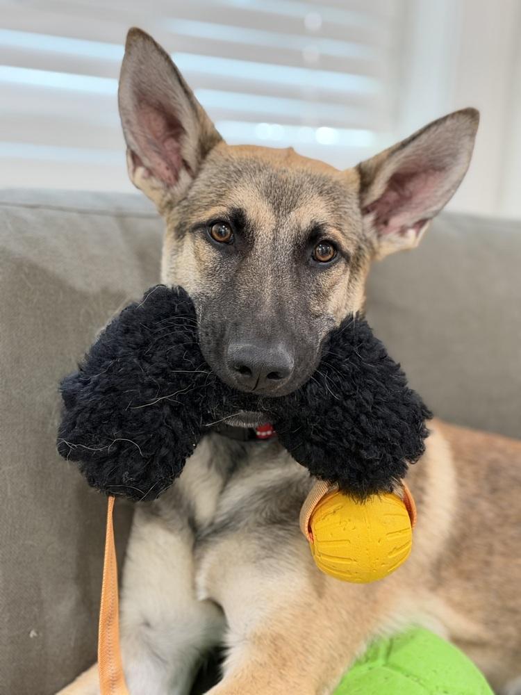 Enlarge Joey, a Adoptable German Shepherd Dog in Palo Alto, CA image 6/6