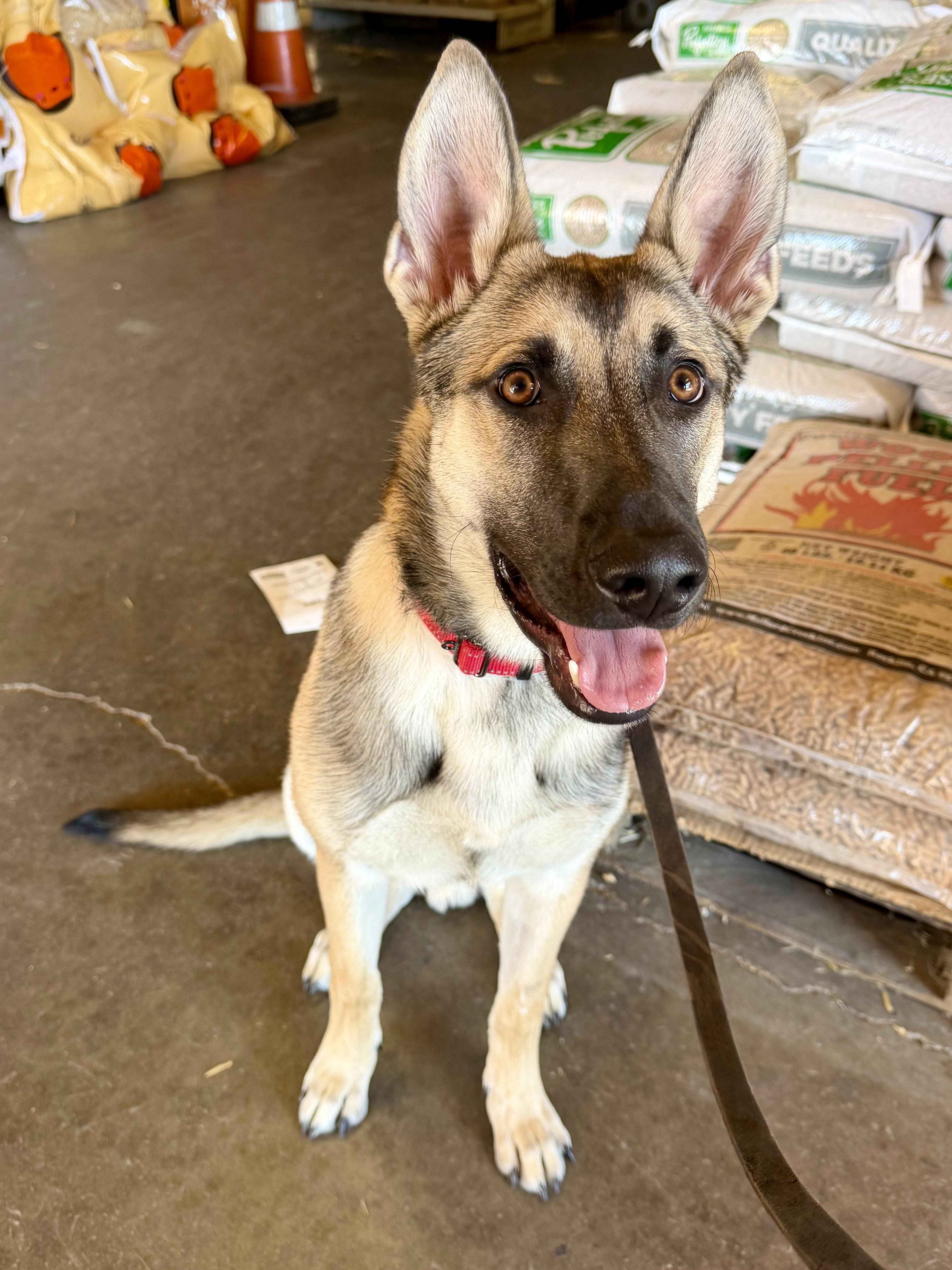 Joey, Adoptable, Young Male German Shepherd Dog.