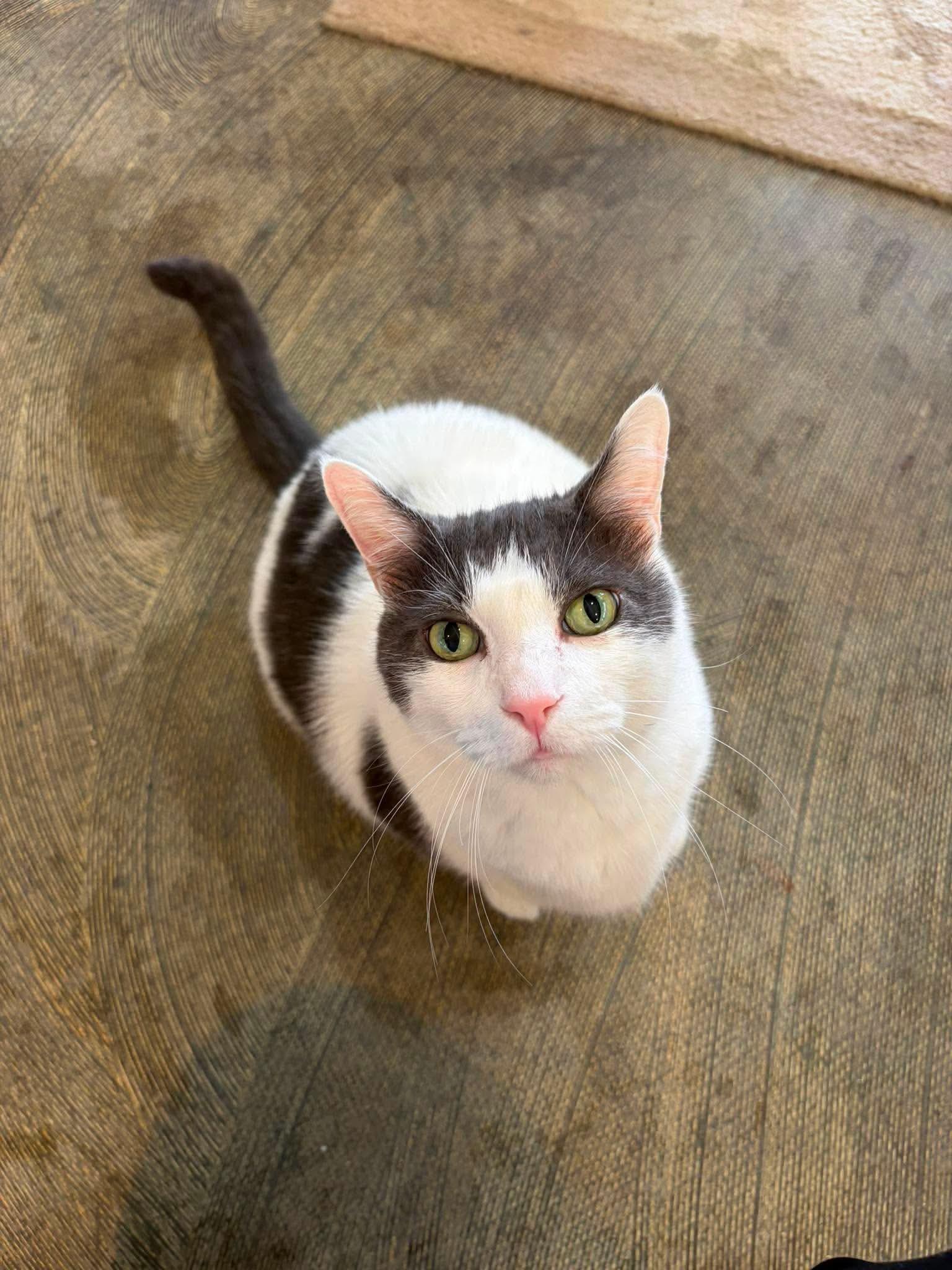 Enlarge Sprinkles-11yr senior, a Adoptable Domestic Short Hair in Myrtle Beach, SC image 1/2