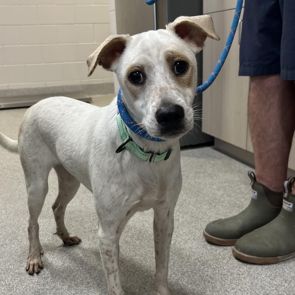Camacho, Adoptable, Young Male Mixed Breed & Mixed Breed.