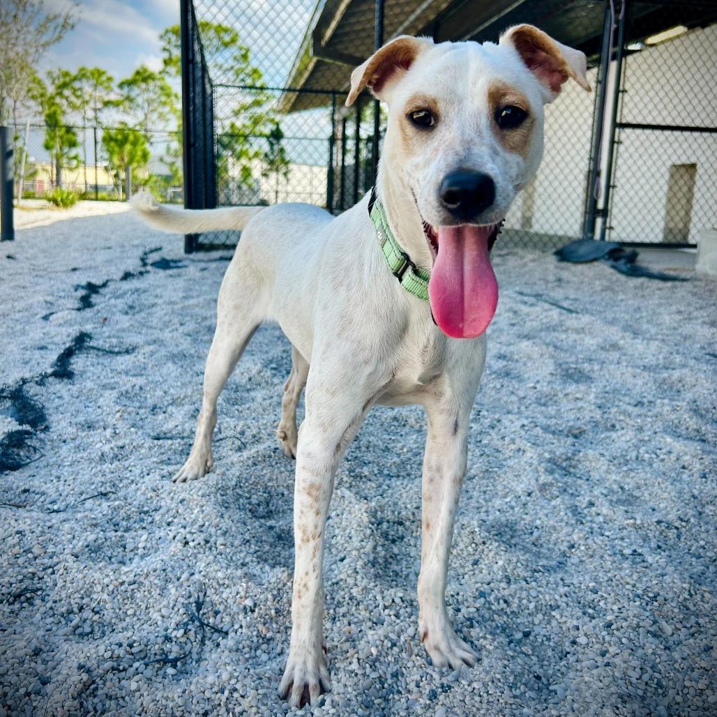 Enlarge Camacho, a Adoptable mixed breed in Englewood, FL image 2/2