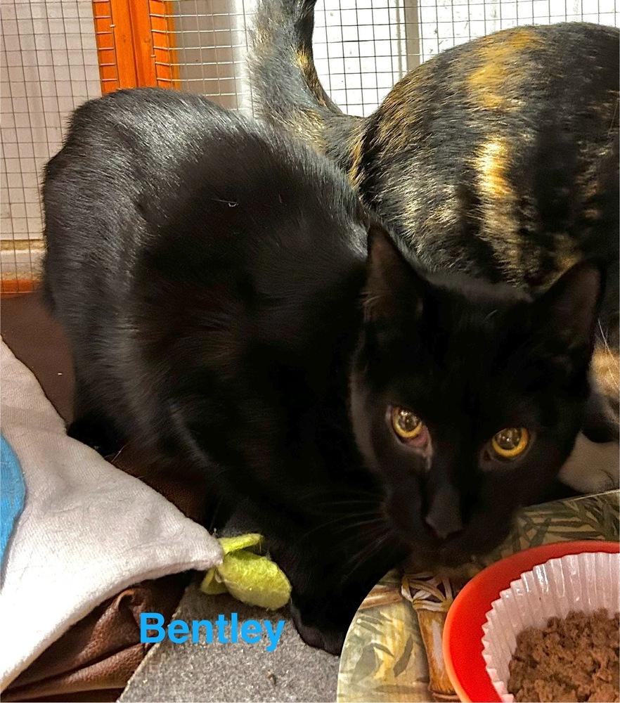 Enlarge Bentley (Worthington Litter), a Adoptable Domestic Short Hair in Telford, PA image 1/2