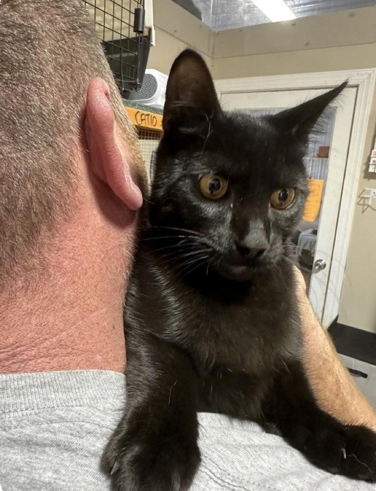 Enlarge Bentley (Worthington Litter), a Adoptable Domestic Short Hair in Telford, PA image 2/2