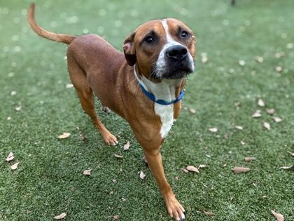 Woody, Adoptable, Adult Male Boxer & Mixed Breed.