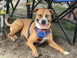 Woody, a Adoptable mixed breed in Gainesville, FL image 2/3