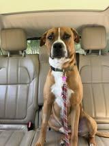 Woody, a Adoptable mixed breed in Gainesville, FL image 3/3