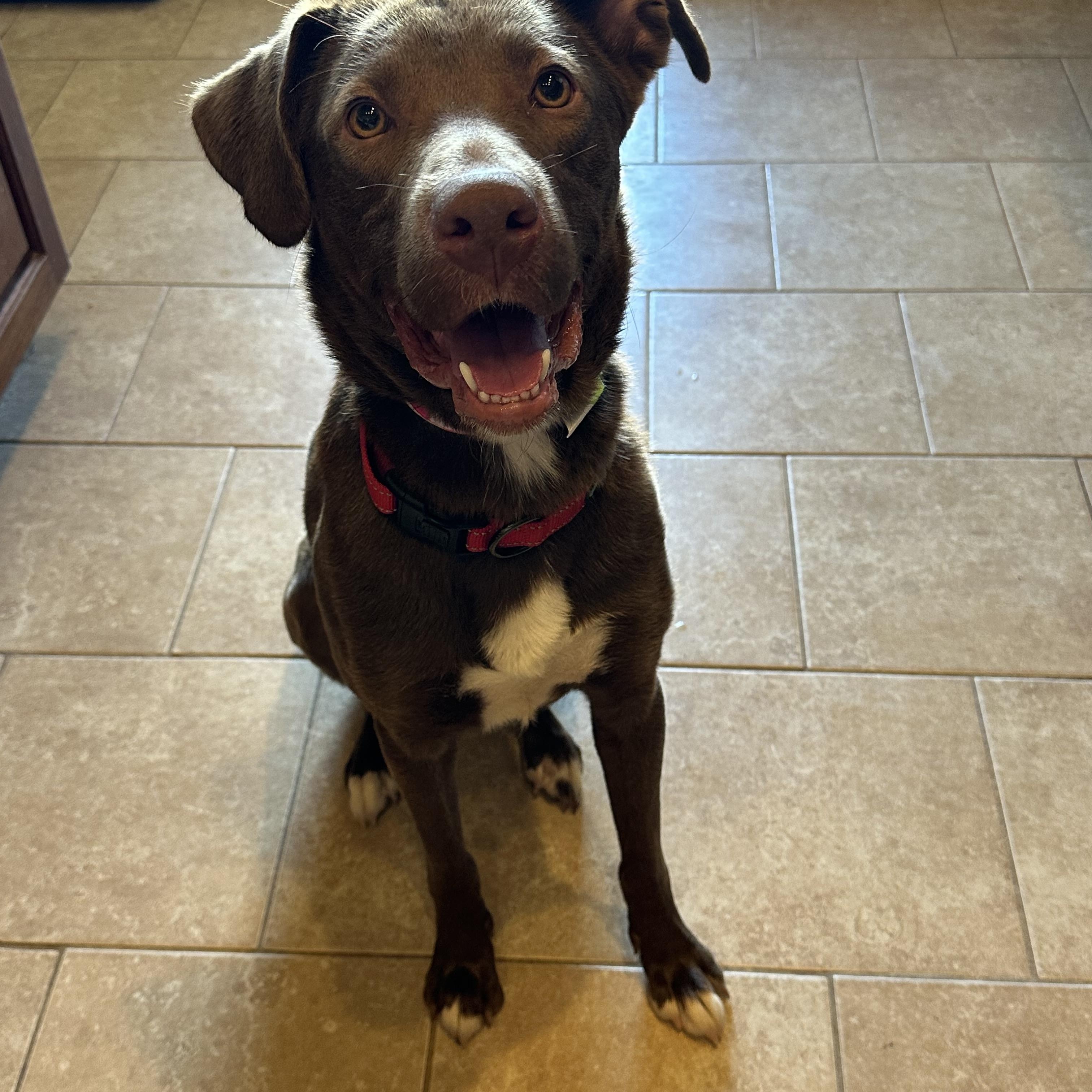 Enlarge Jasper, a Adoptable mixed breed in Carr, CO image 1/5