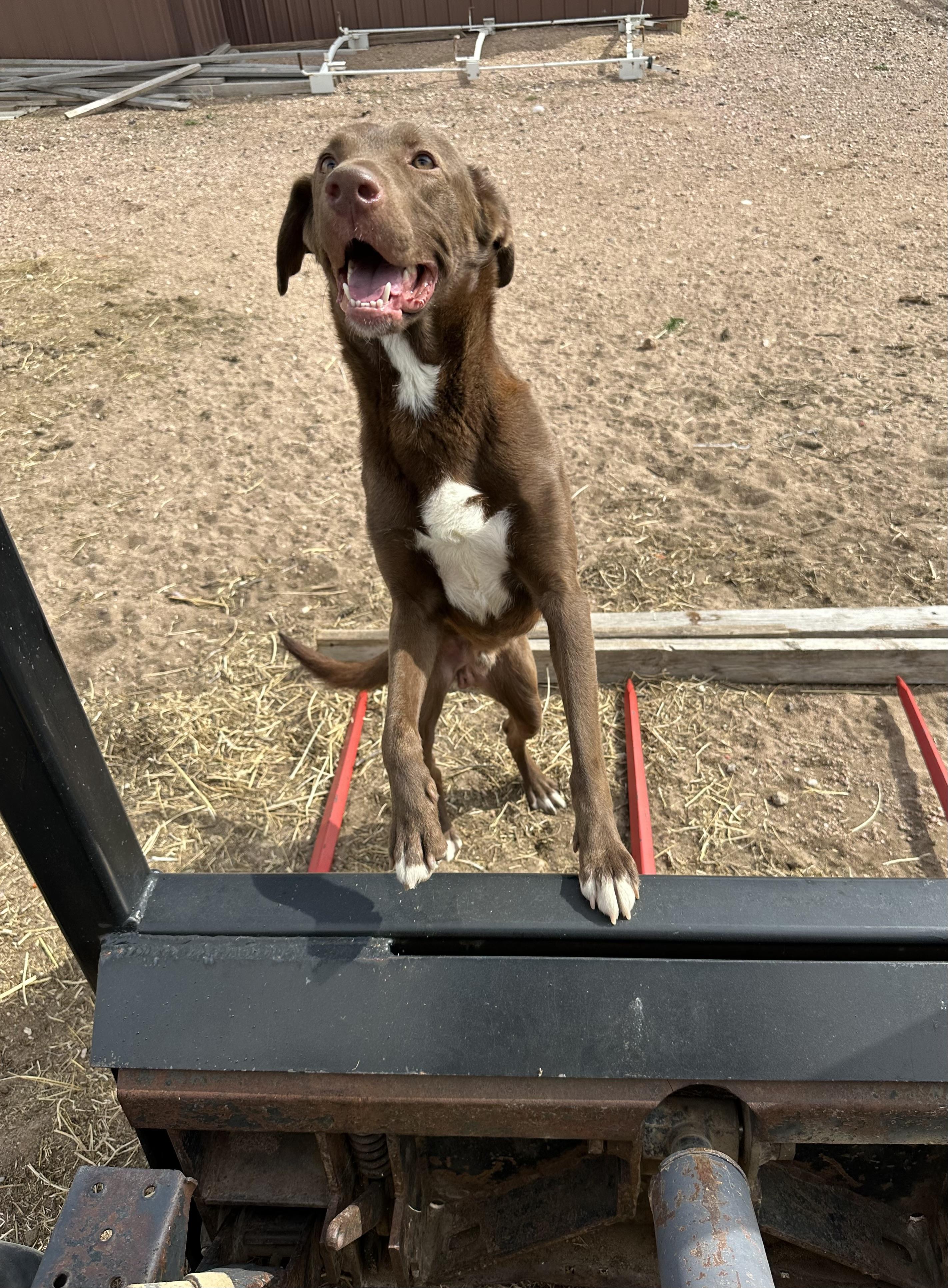 Enlarge Jasper, a Adoptable mixed breed in Carr, CO image 5/5