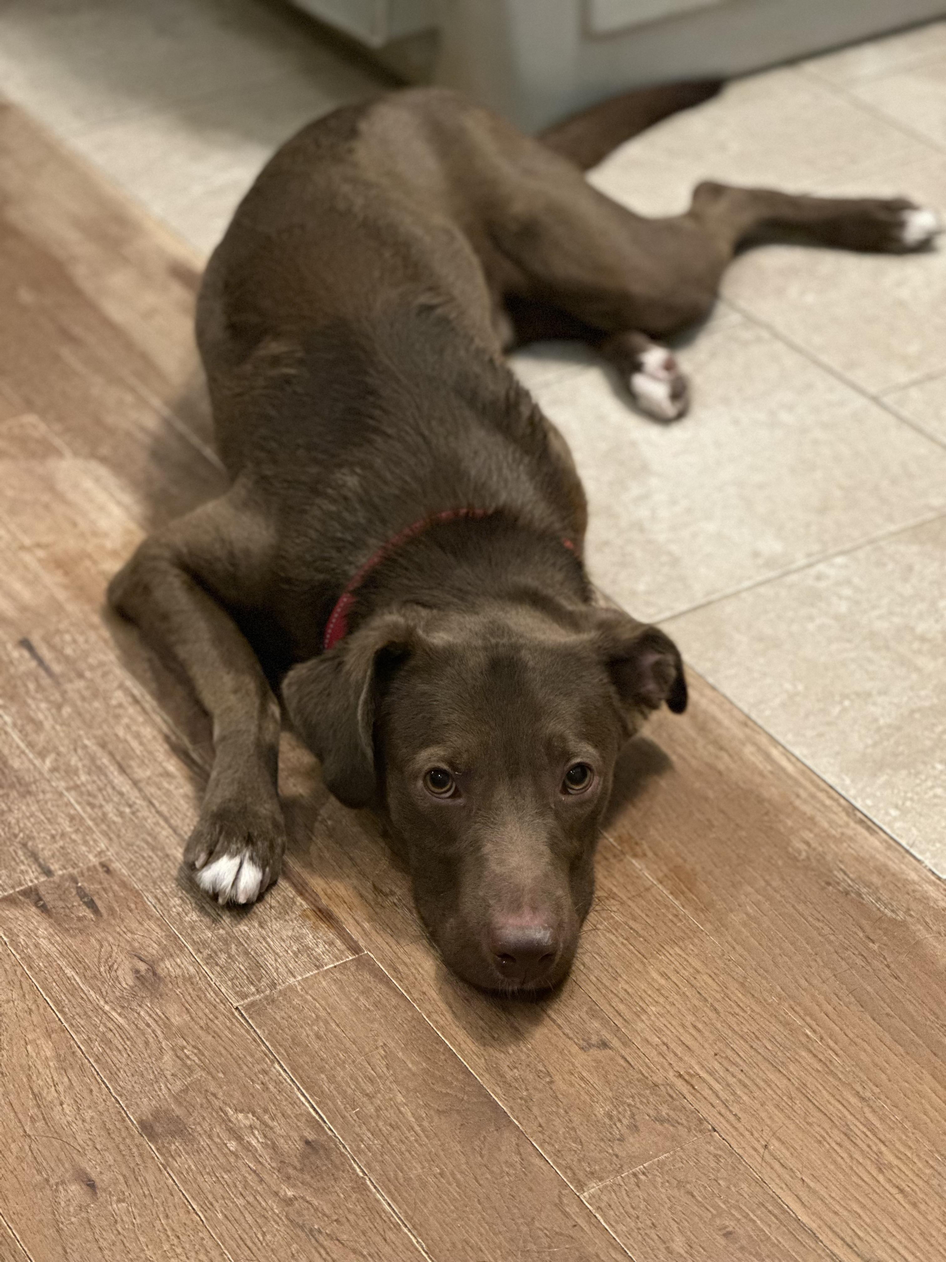 Enlarge Jasper, a Adoptable mixed breed in Carr, CO image 4/5