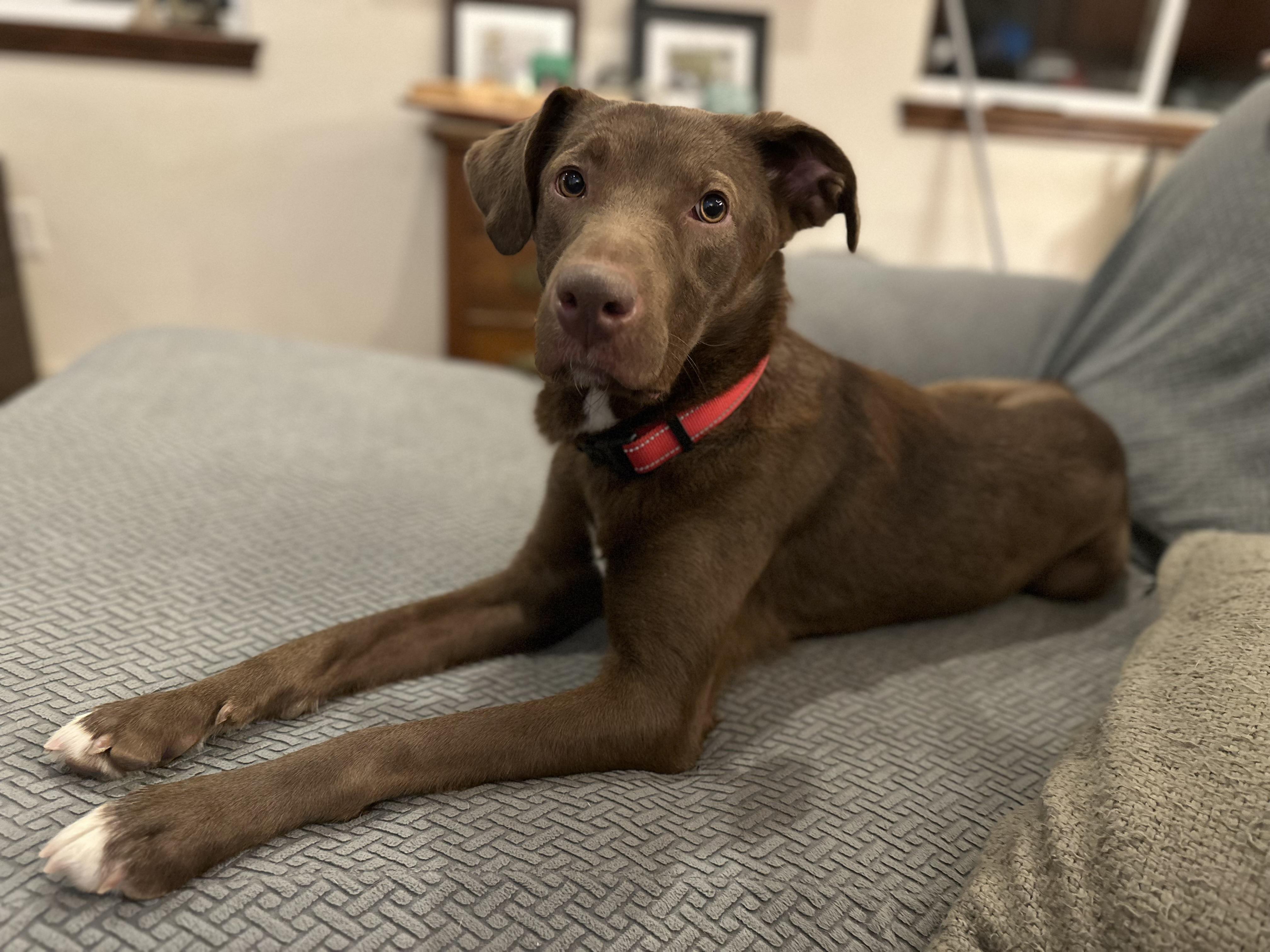 Enlarge Jasper, a Adoptable mixed breed in Carr, CO image 2/5