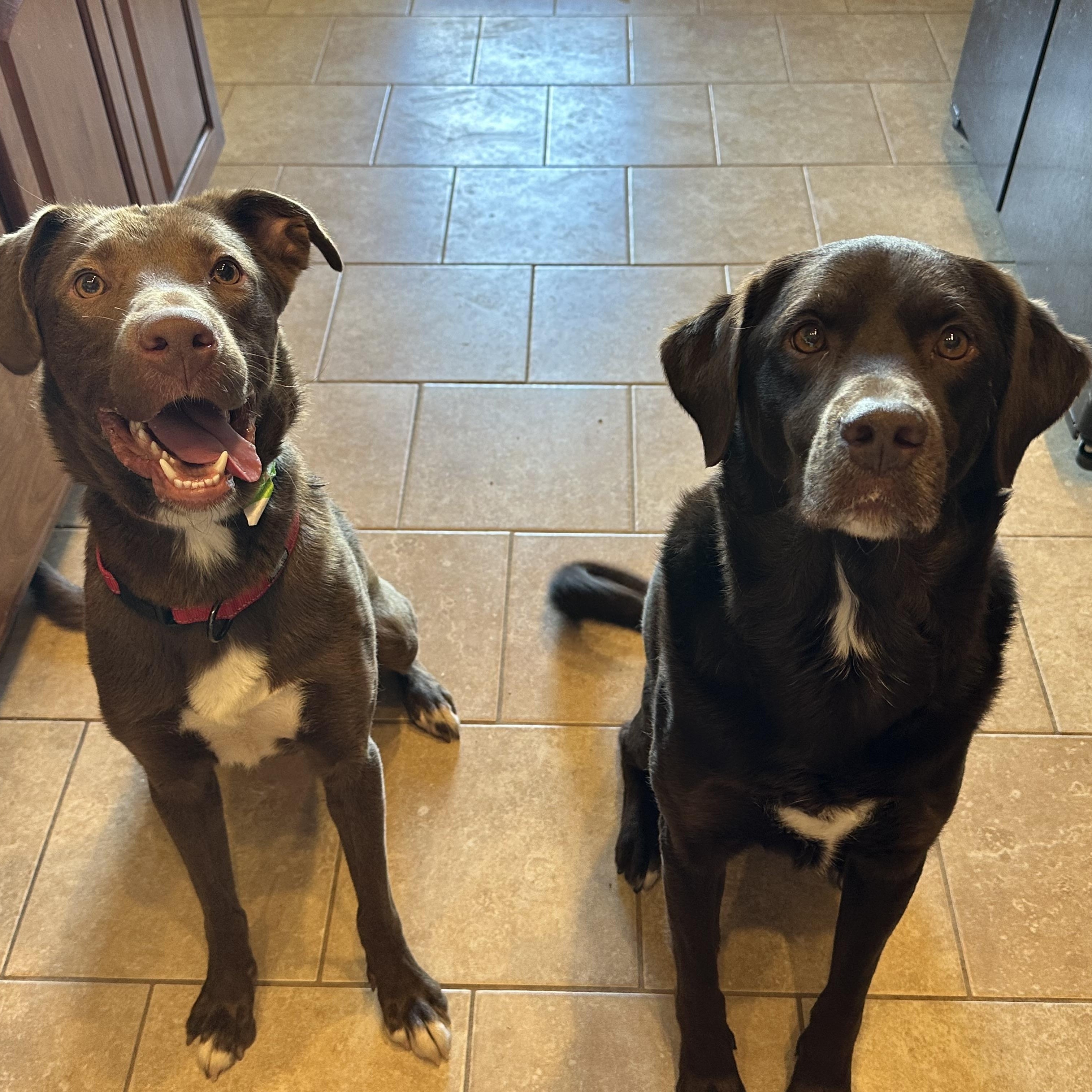 Enlarge Jasper, a Adoptable mixed breed in Carr, CO image 3/5