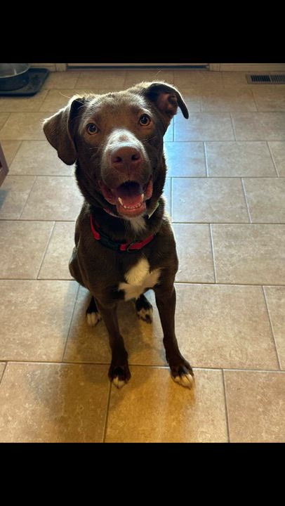 Enlarge Jasper, a Adoptable mixed breed in Carr, CO video 5/6