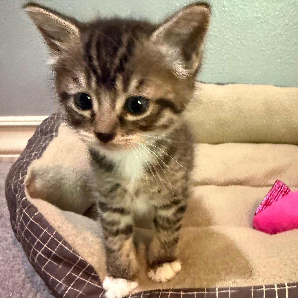 Cammy, Adoptable, Kitten Female Domestic Short Hair.