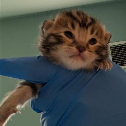 Cammy, a Adoptable Domestic Short Hair in Redmond, WA image 2/2