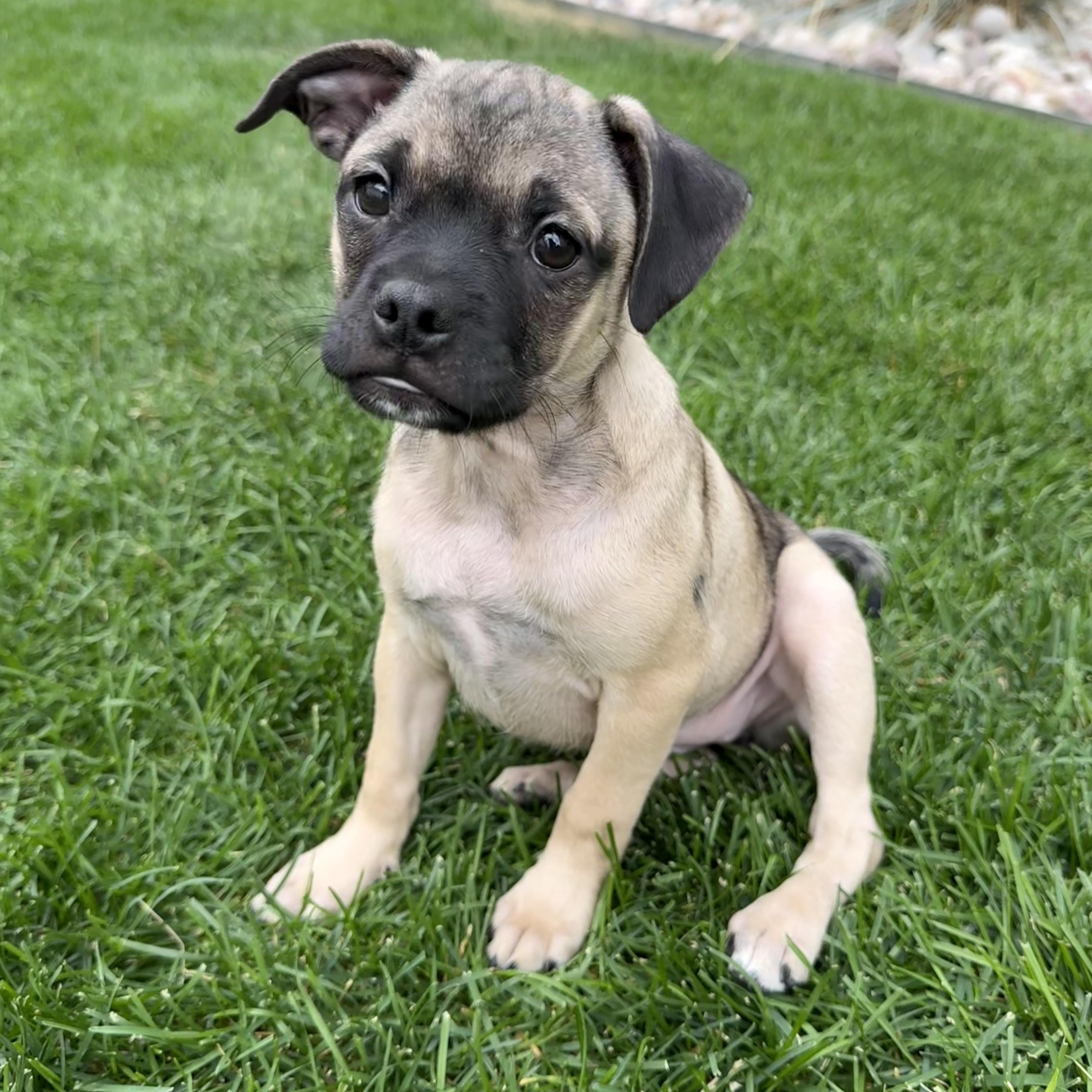 Sable, Adoptable, Puppy Female Pug & Shepherd.