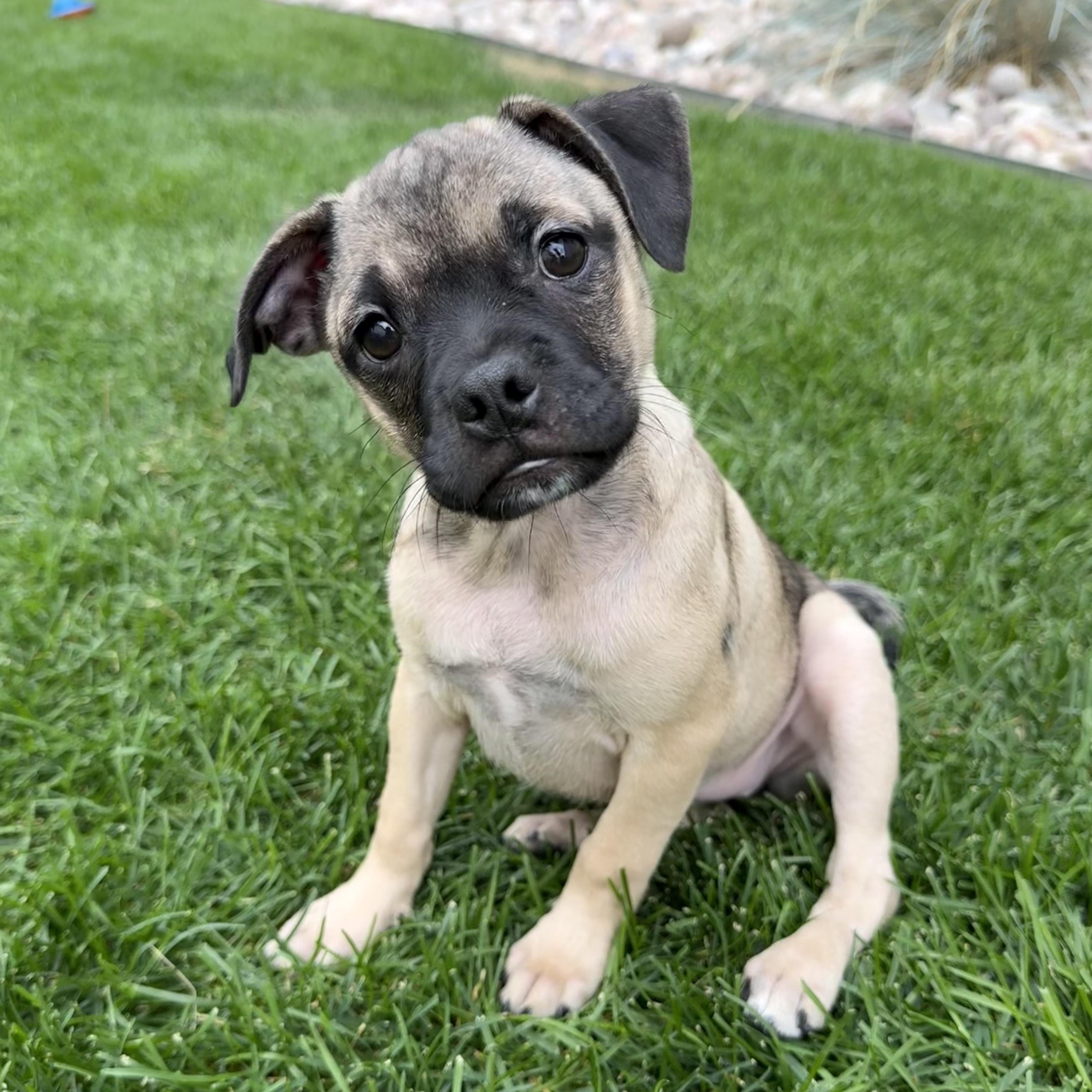 Enlarge Sable, a Adoptable mixed breed in Fort Collins, CO image 2/6