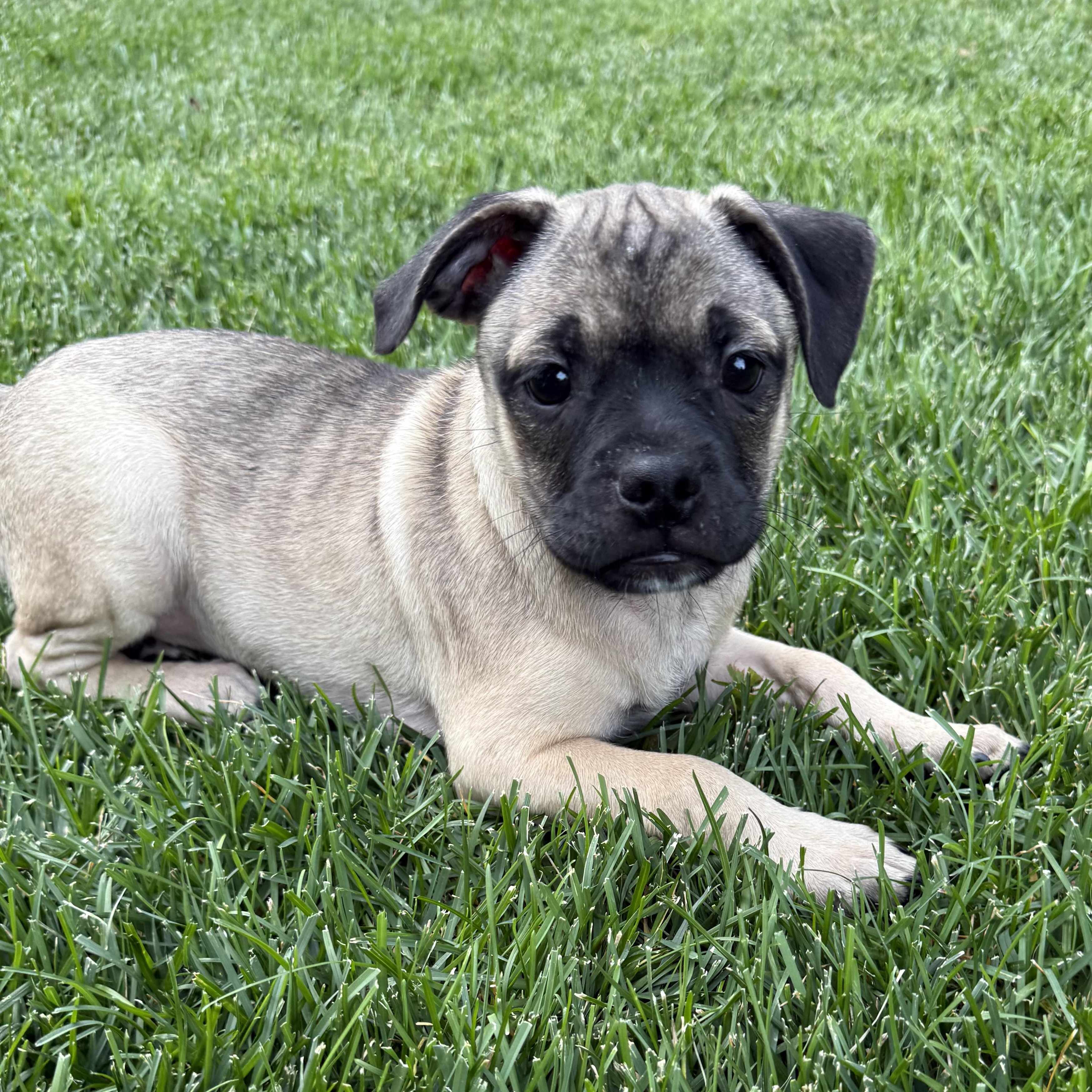 Enlarge Sable, a Adoptable mixed breed in Fort Collins, CO image 3/6