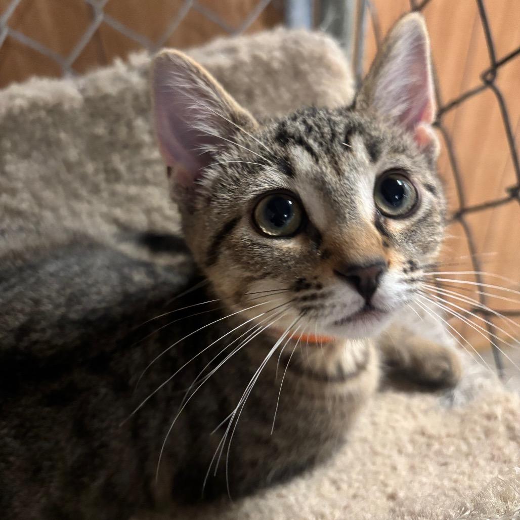 Enlarge Ellis 97C25, a Adoptable mixed breed in Napoleon, OH image 1/6