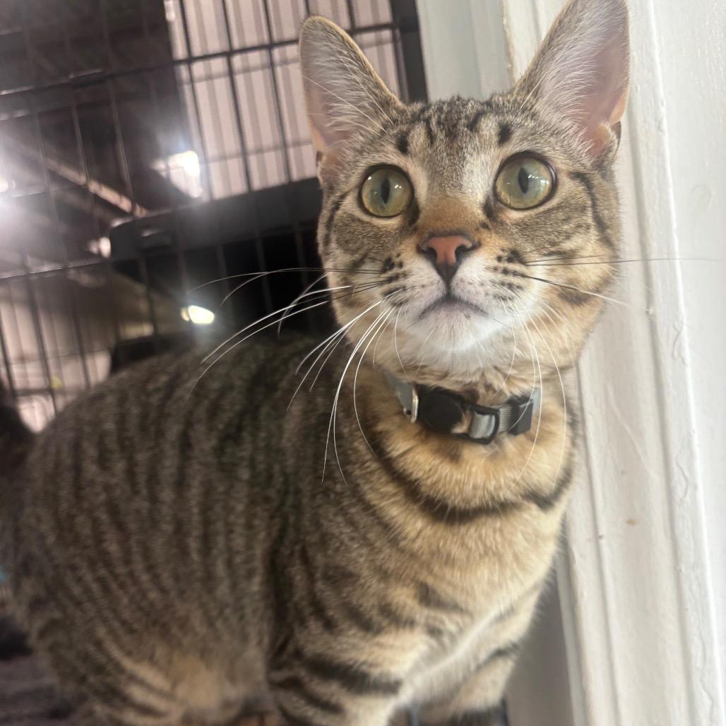 Ellis 97C25, a Adoptable mixed breed in Napoleon, OH image 2/6