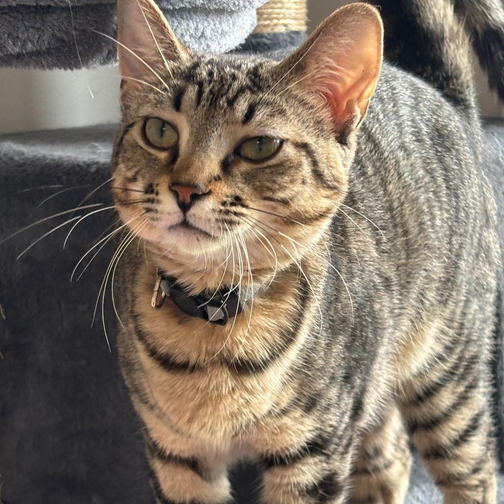 Enlarge Ellis 97C25, a Adoptable mixed breed in Napoleon, OH image 4/6