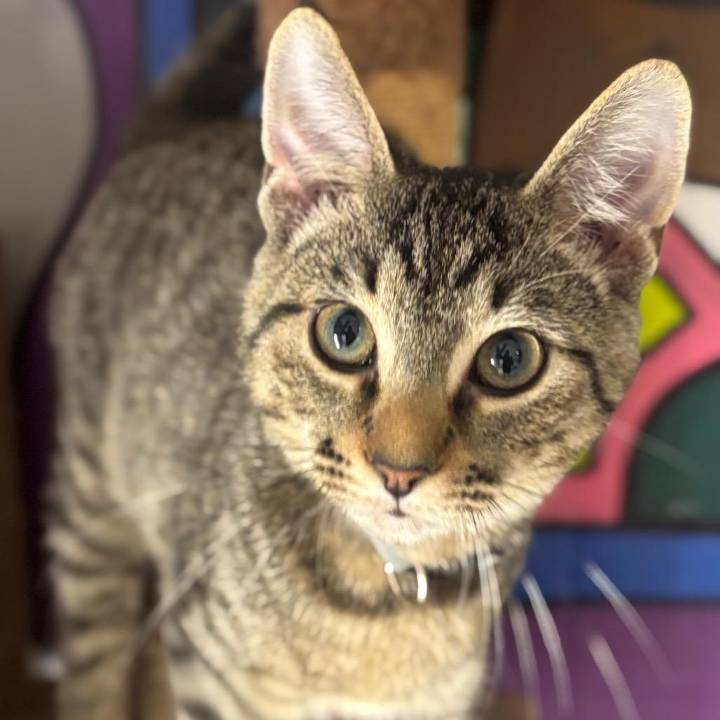 Enlarge Ellis 97C25, a Adoptable mixed breed in Napoleon, OH image 5/6