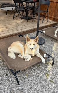 Enlarge Riley, a Adoptable mixed breed in Steubenville, OH image 3/6