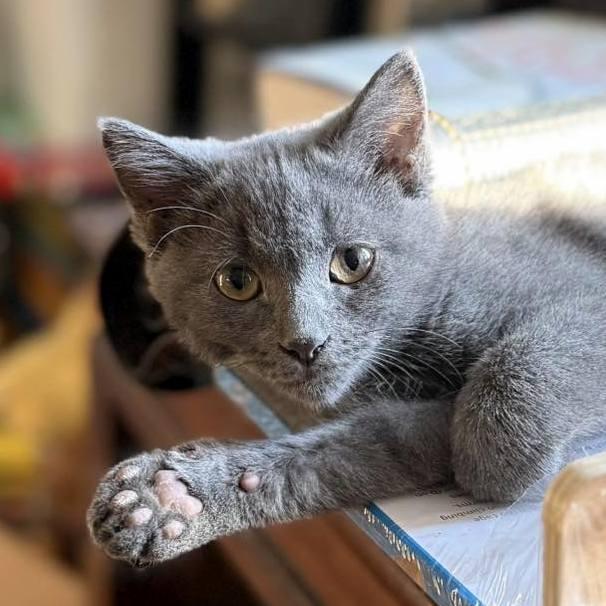 La, Adoptable, Kitten Female Domestic Short Hair.