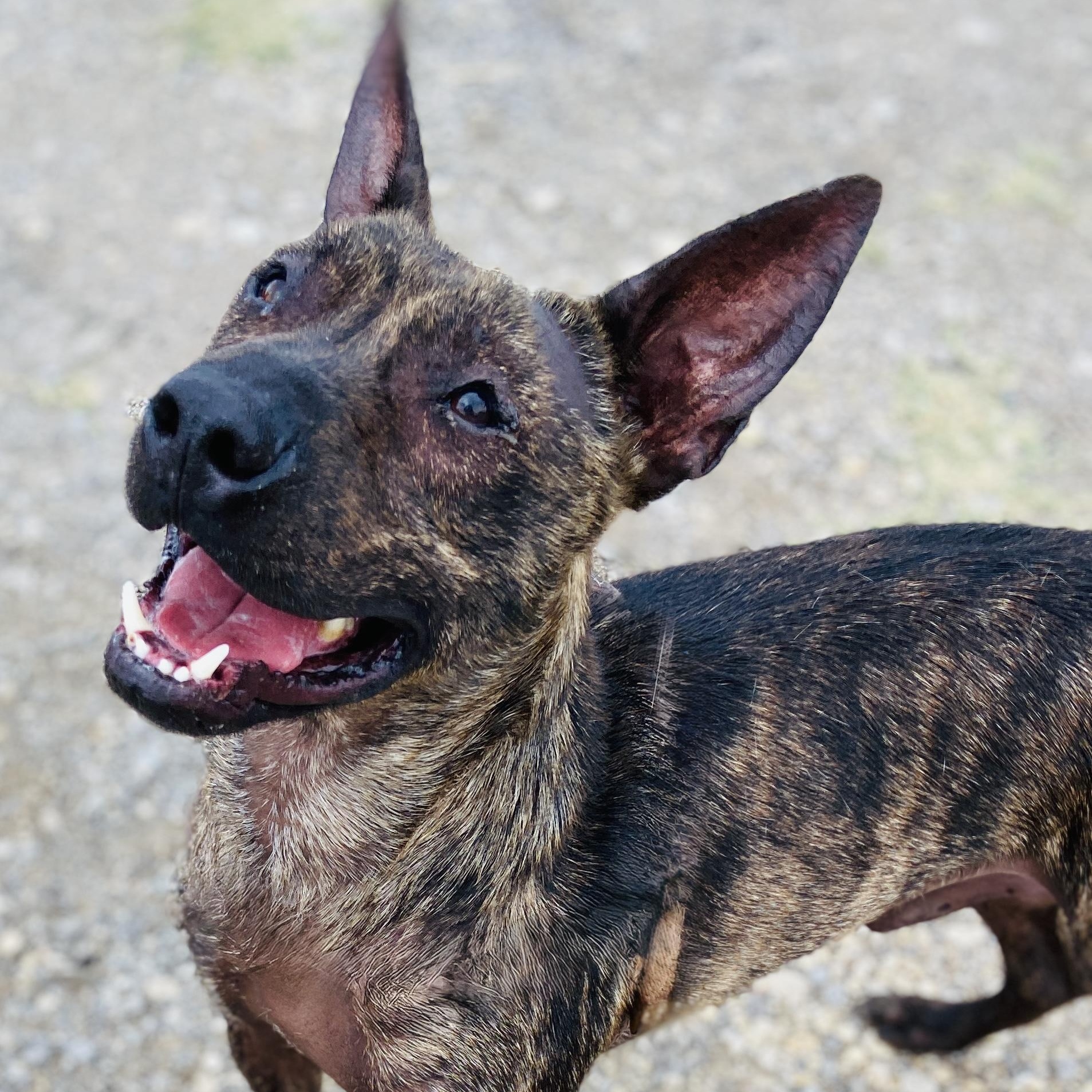 Enlarge *Griff, a Adoptable mixed breed in Justin, TX image 2/4