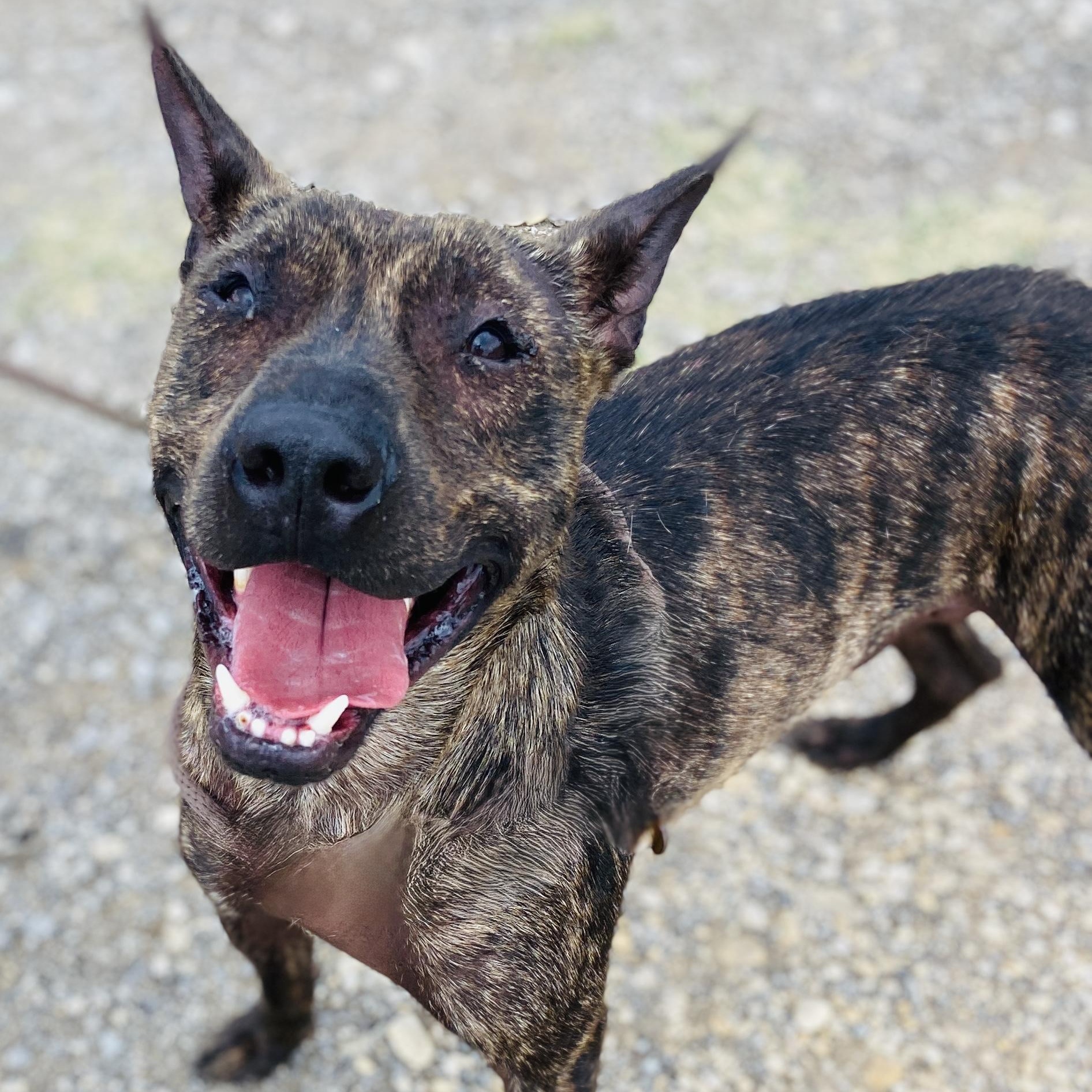 Enlarge *Griff, a Adoptable mixed breed in Justin, TX image 3/4