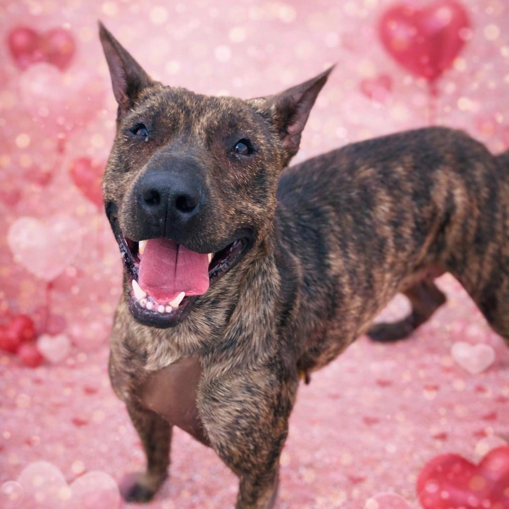 *Griff, Adoptable, Adult Male Pit Bull Terrier.