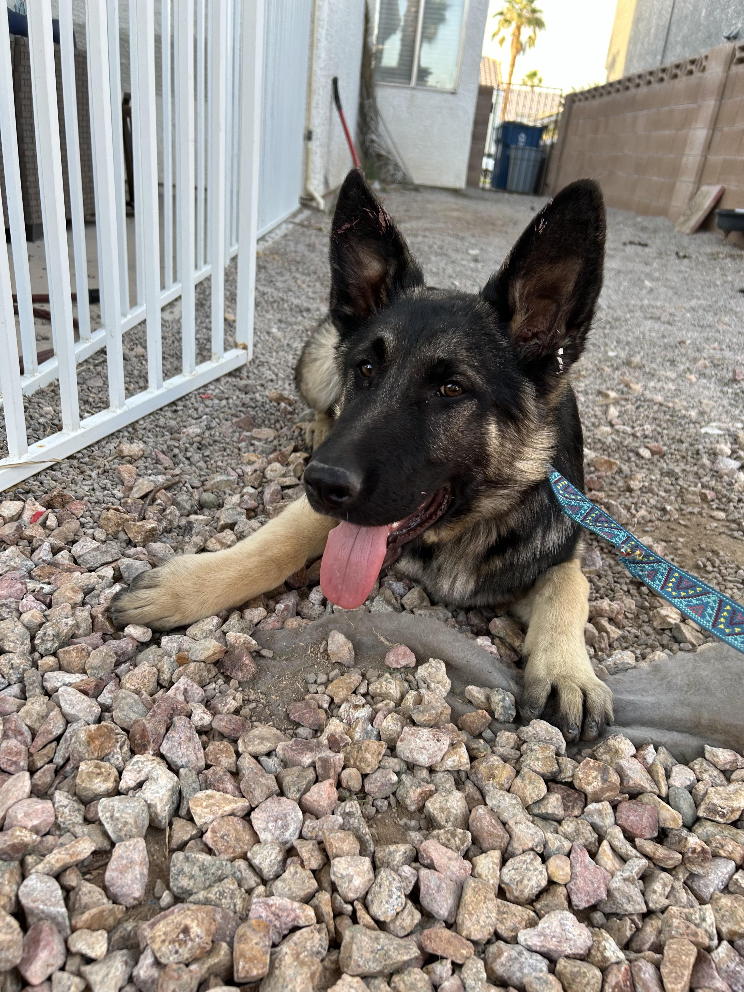 Enlarge Bear, a Adopted mixed breed in Las Vegas, NV image 1/5