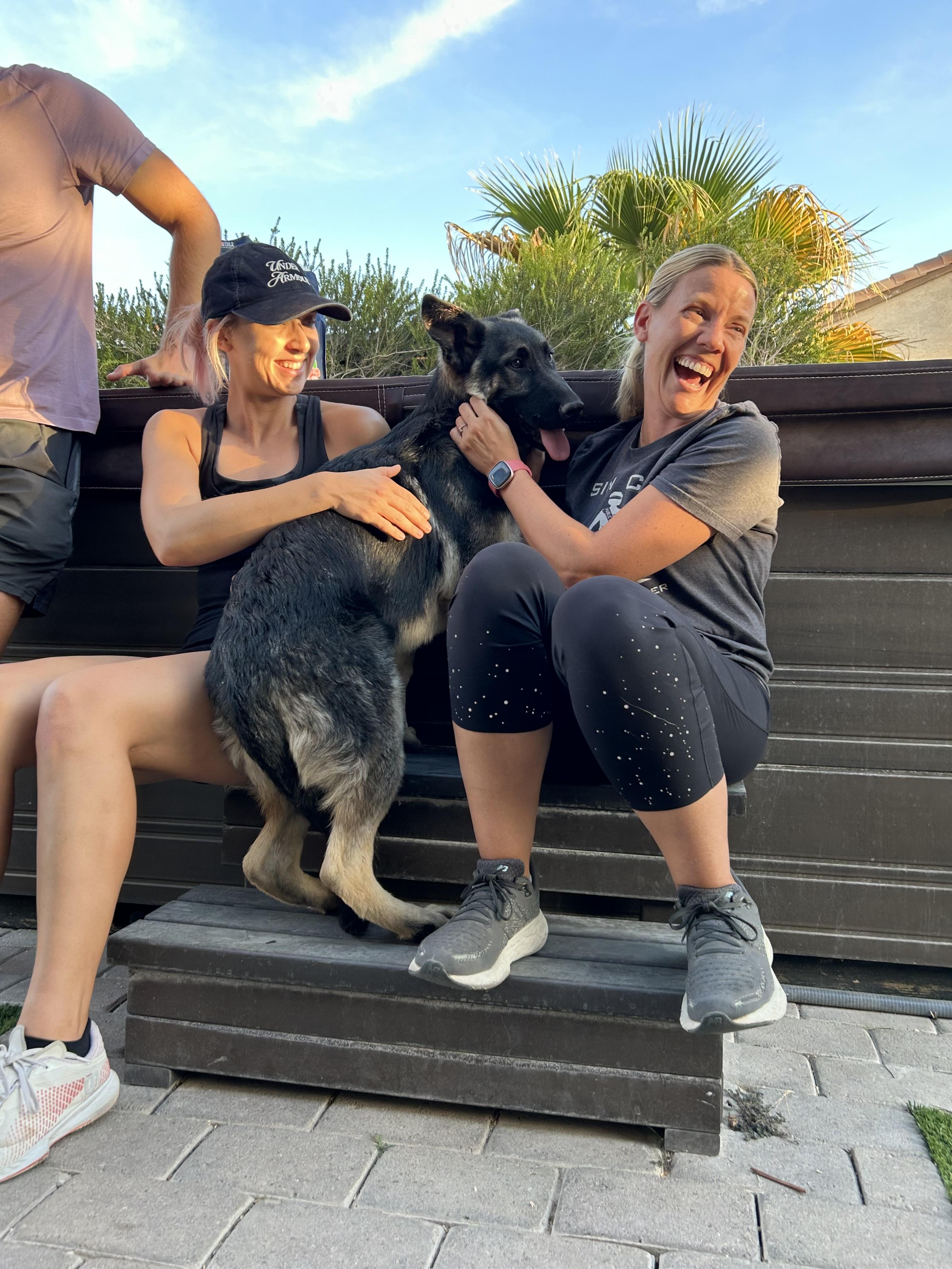 Enlarge Bear, a Adopted mixed breed in Las Vegas, NV image 4/5