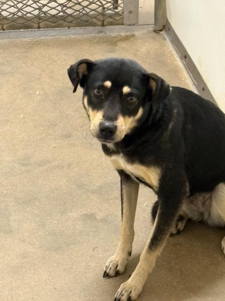 Hailey, Adoptable, Adult Female German Shepherd Dog & Mixed Breed.