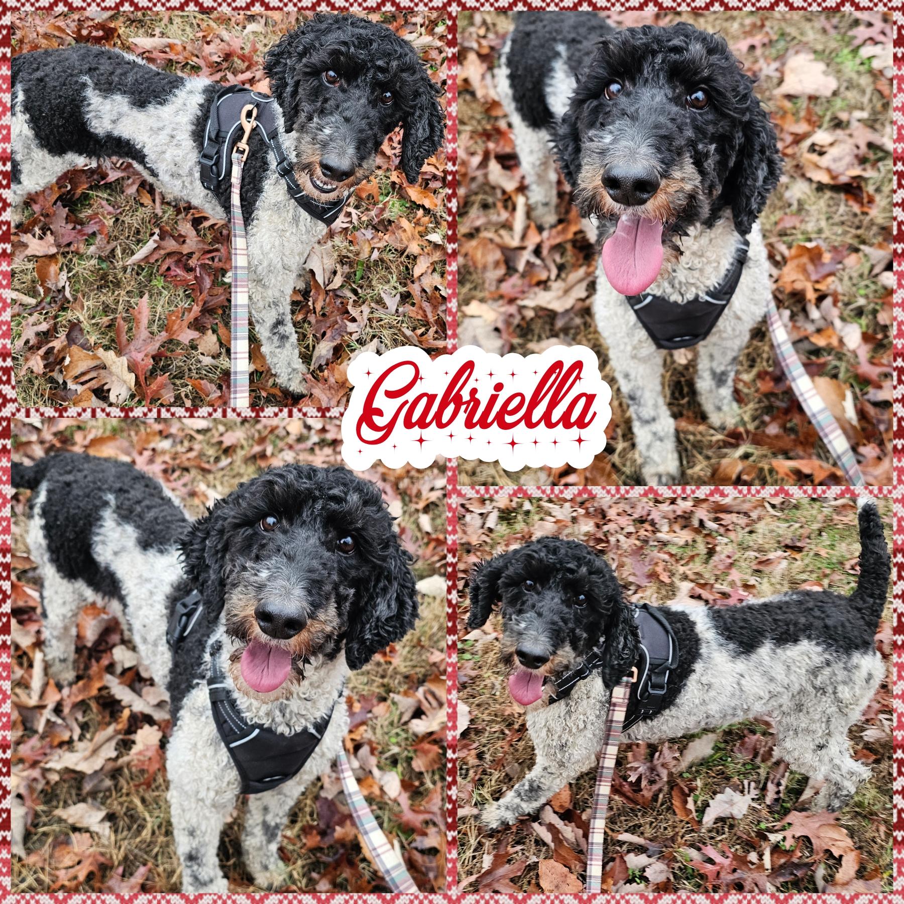 Gabriella , ADOPTABLE, Adult Female Poodle.