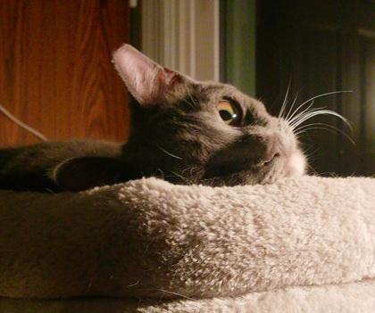 Prince — thumbnail 2