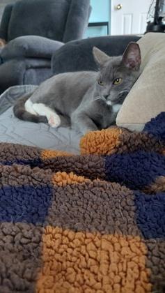 Prince — thumbnail 3