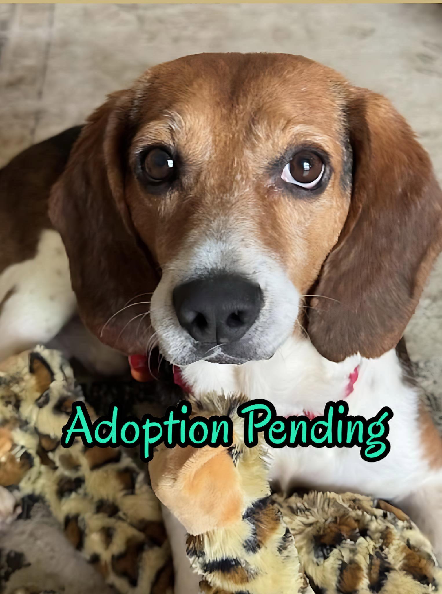 Chip V, Adoptable, Adult Male Beagle.