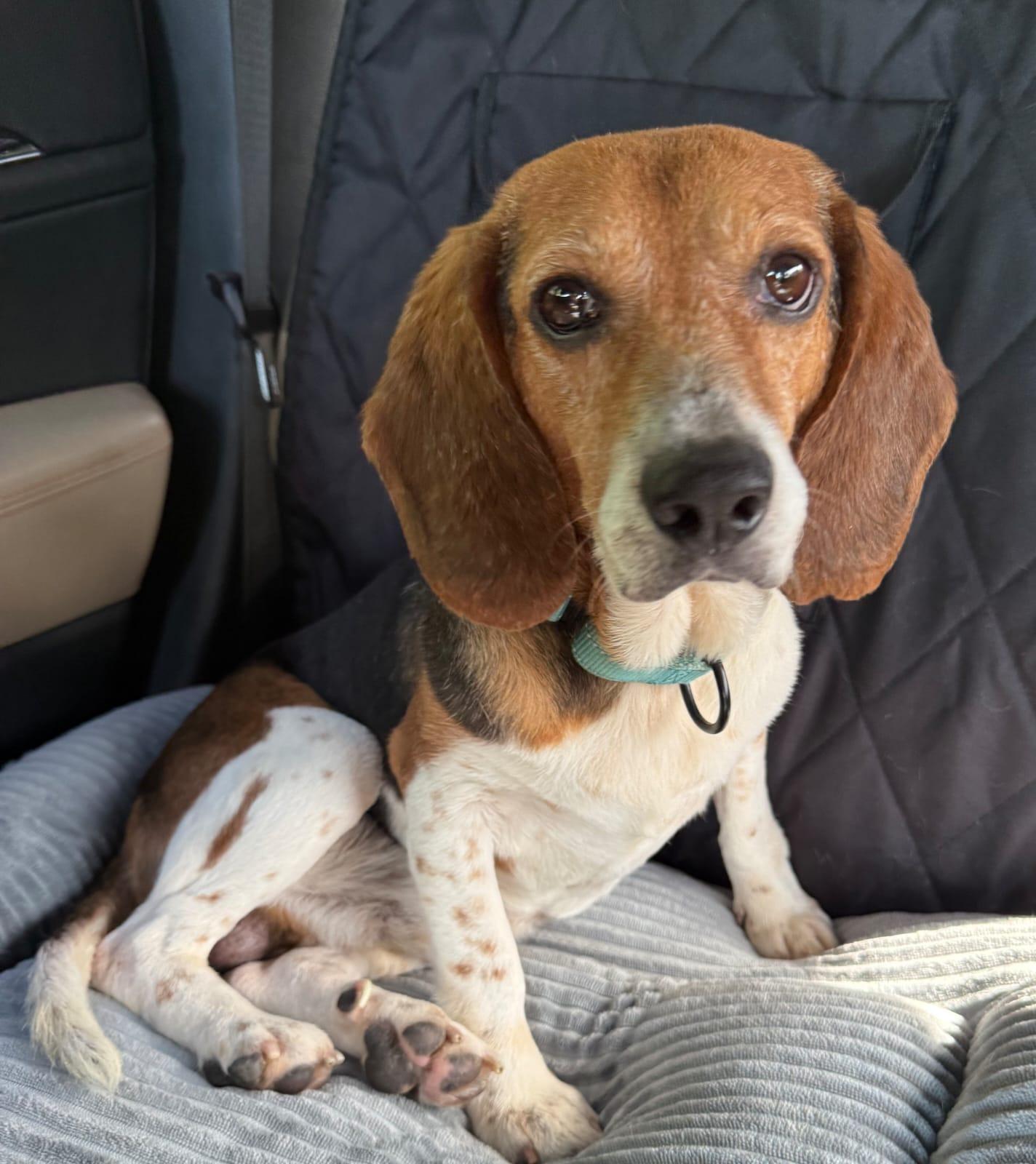 Chip V, Adoptable, Adult Male Beagle.