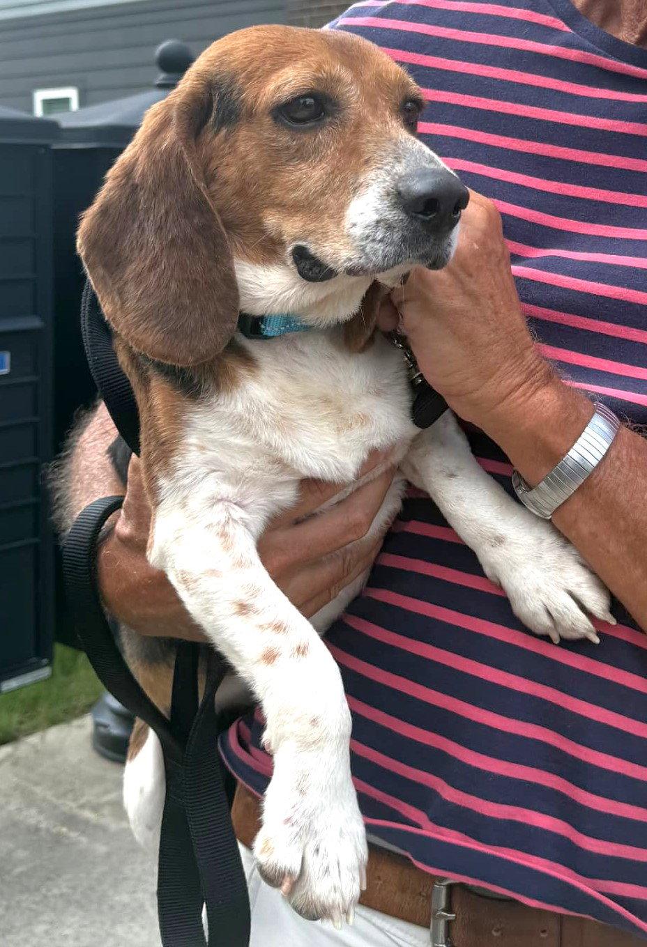 Chip V, a Adoptable Beagle in Dunnellon, FL image 2/3