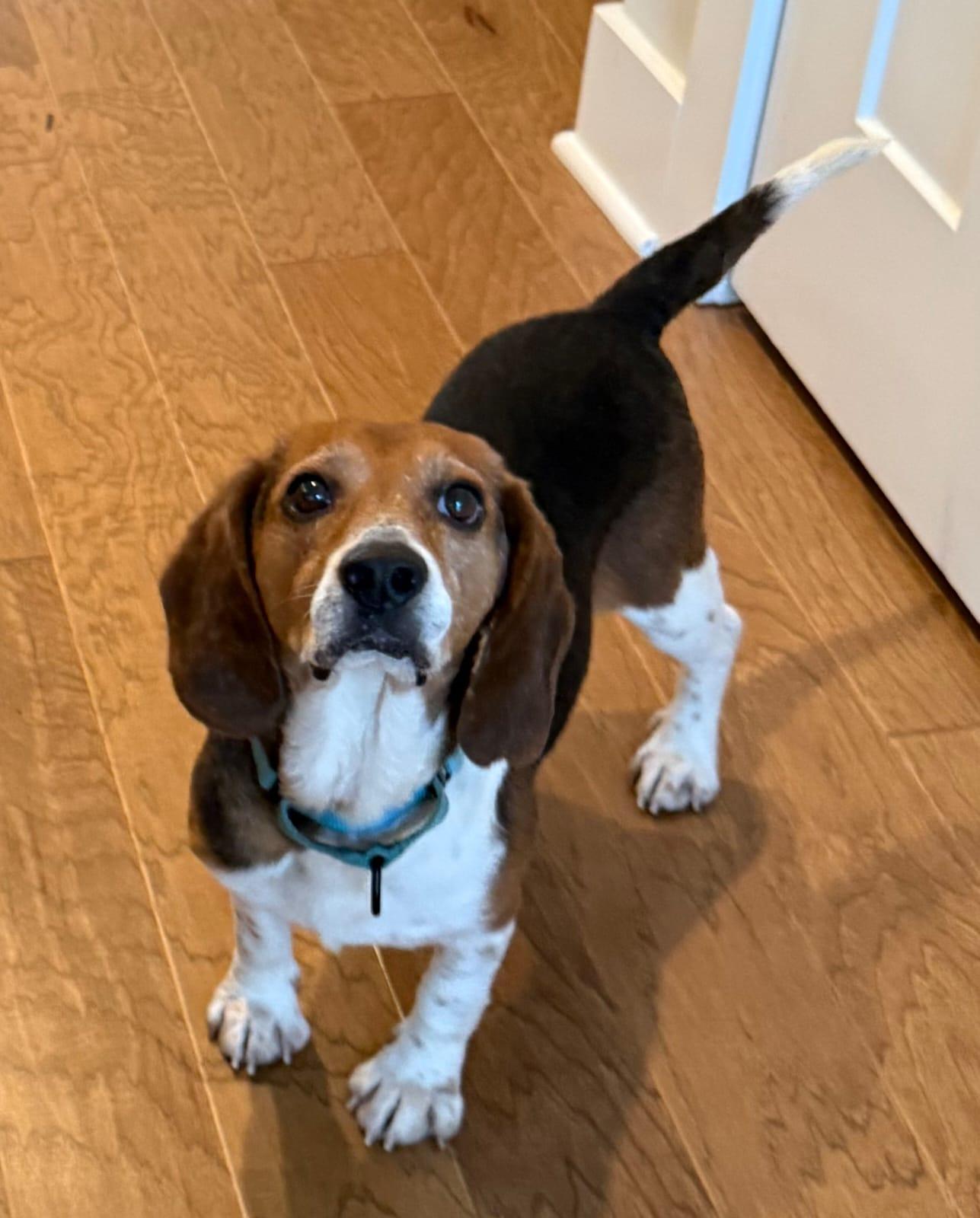Chip V, a Adoptable Beagle in Dunnellon, FL image 3/3