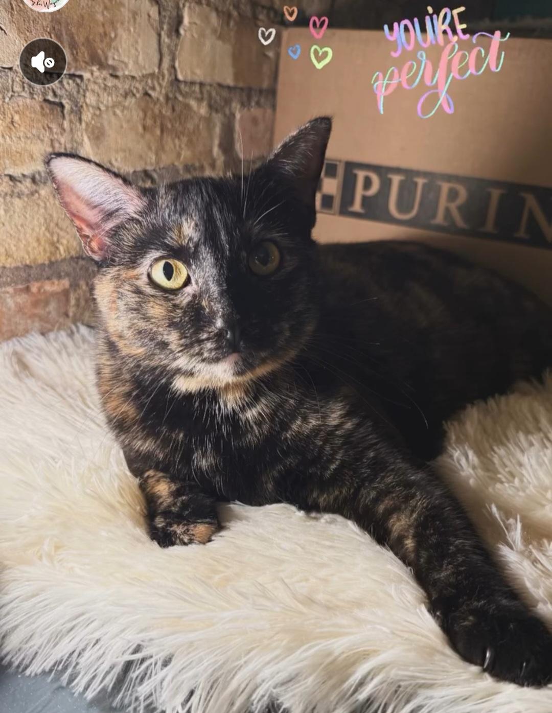 Enlarge Tigger, a Adoptable mixed breed in Whitewater, WI image 1/4