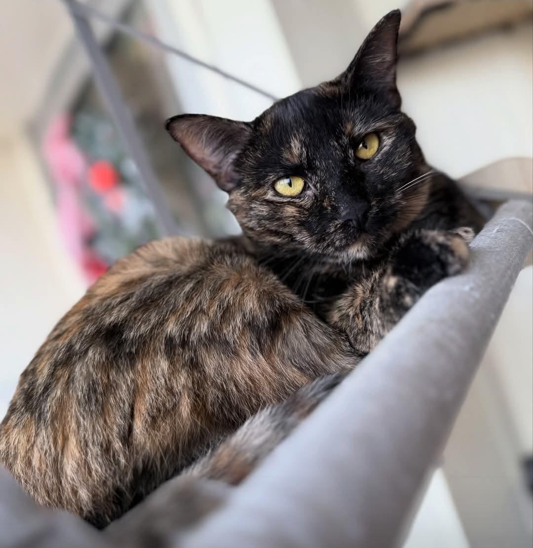 Enlarge Tigger, a Adoptable mixed breed in Whitewater, WI image 4/4