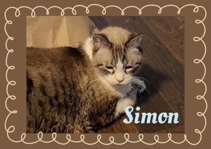 Simon, Adoptable, Senior Male Siamese & Domestic Short Hair.