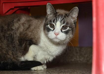 Enlarge Simon, a Adoptable mixed breed in Baton Rouge, LA image 2/3