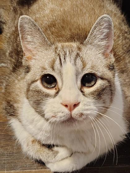 Enlarge Simon, a Adoptable mixed breed in Baton Rouge, LA image 3/3