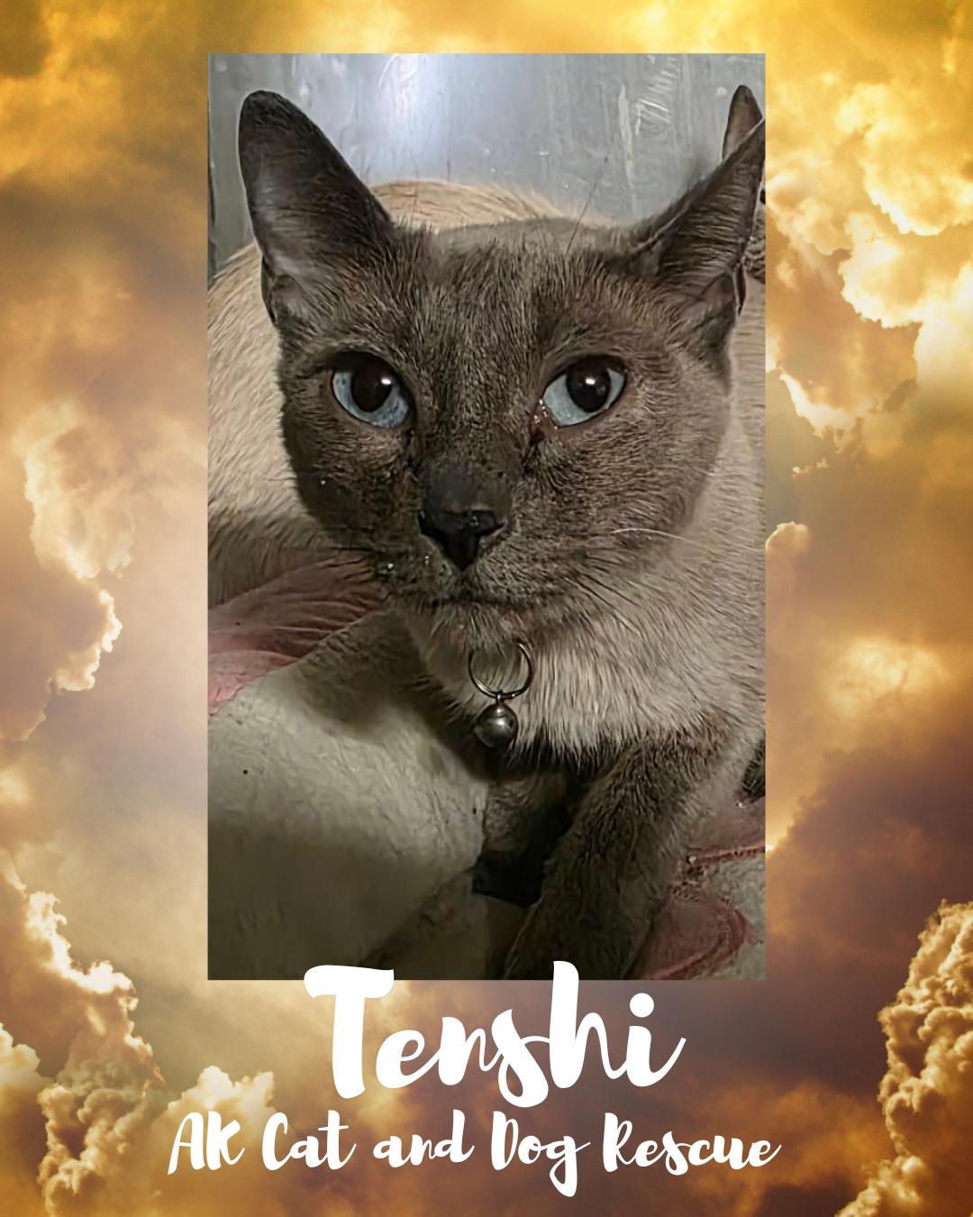 Enlarge Tenchi (collar), a Adoptable mixed breed in Wasilla, AK image 1/1
