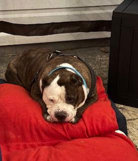 Kyah, Adoptable, Senior Female Pit Bull Terrier.