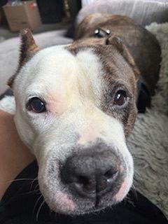 Kyah, a Adoptable Pit Bull Terrier in Richmond, VA image 2/3